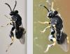 Brachymeria sp.